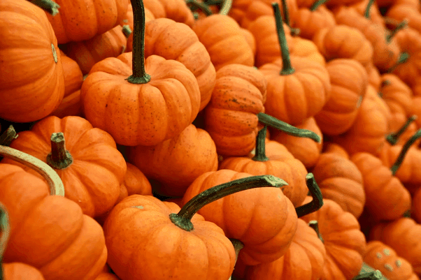 Pumpkins in America: From Ancient Fields to Seasonal Favorites