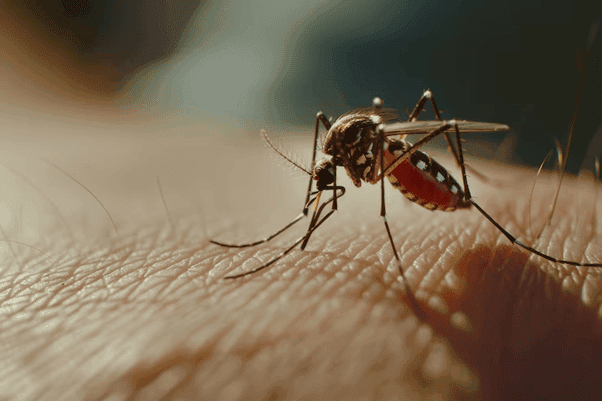 A Shot of Uncertainty: U.S. Halts Use of Chikungunya Vaccine Amid Safety Concerns